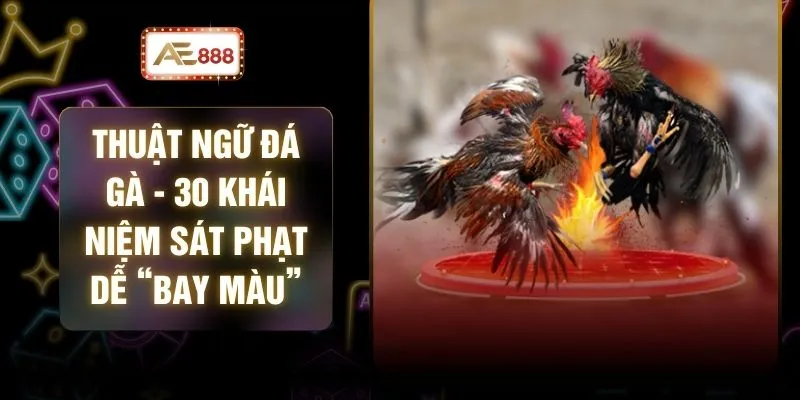Thuật Ngữ Đá Gà - 30 Khái Niệm Sát Phạt Dễ “Bay Màu”