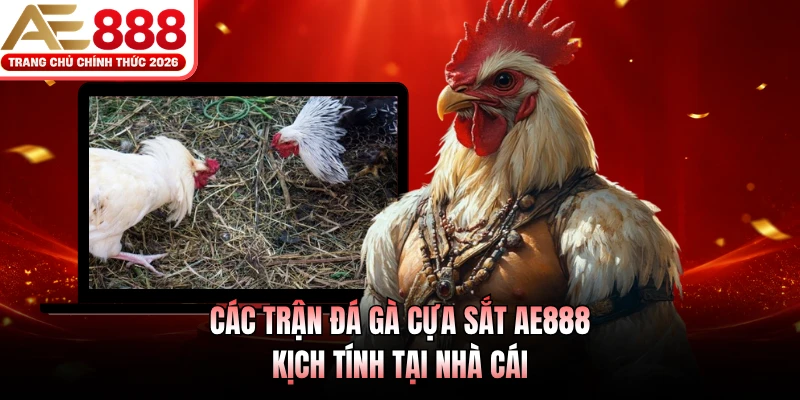 Các trận đá gà cựa sắt AE888 kịch tính tại nhà cái