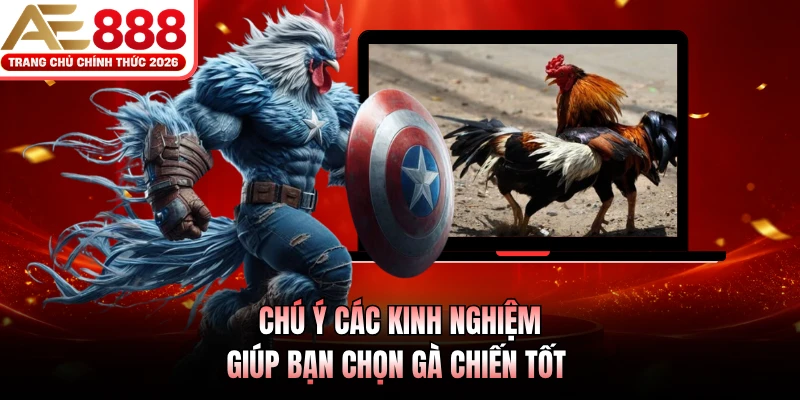 Chú ý các kinh nghiệm giúp bạn chọn gà chiến tốt