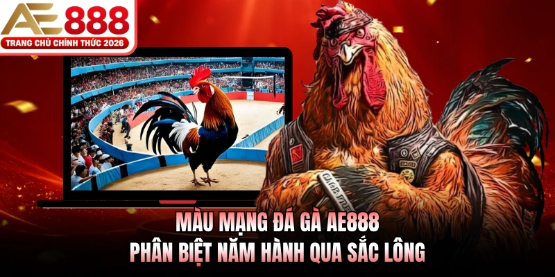Màu mạng đá gà AE888 phân biệt năm hành qua sắc lông